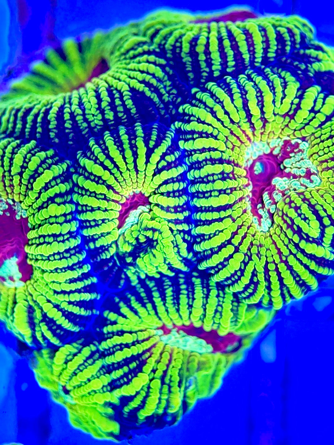 Red Eye Pin Striped Favia REPSF102601 WYSIWYG