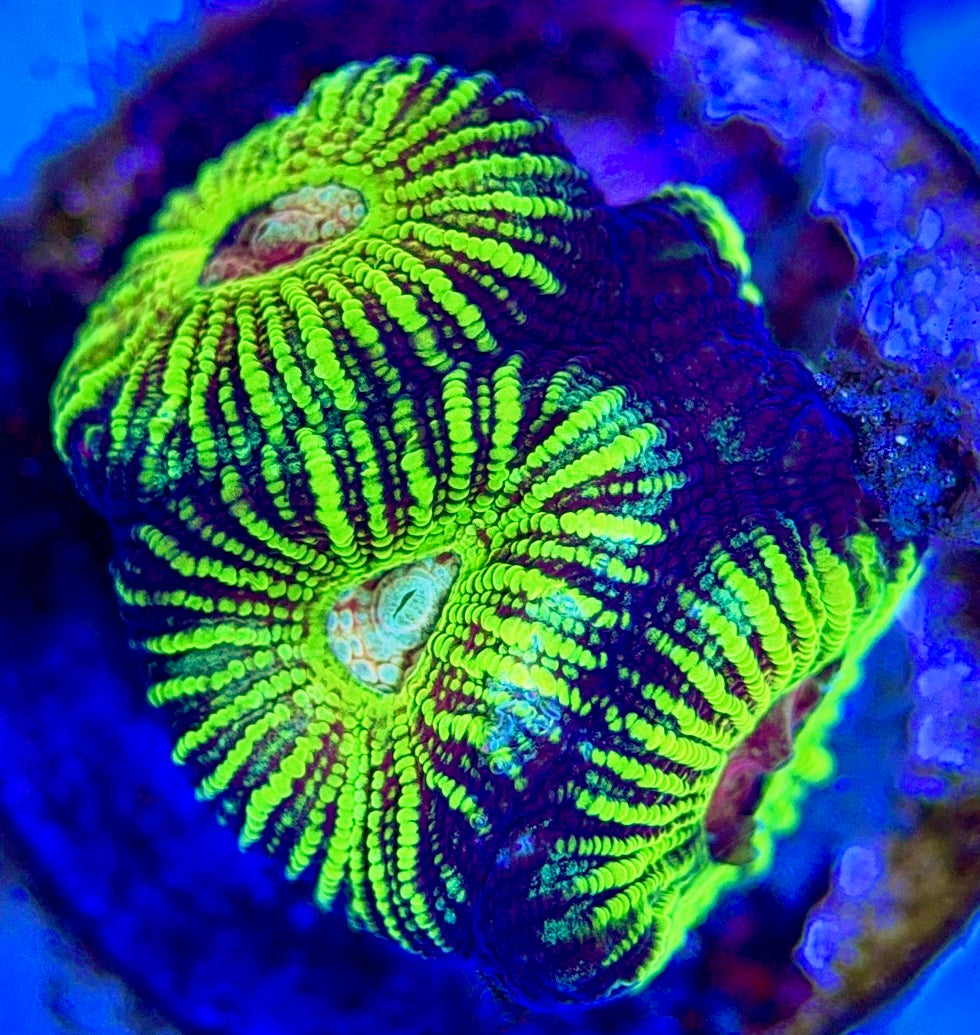 Red Eye Pin Striped Favia Size: M 0.5" to 1" Frag - Violet Aquarium 