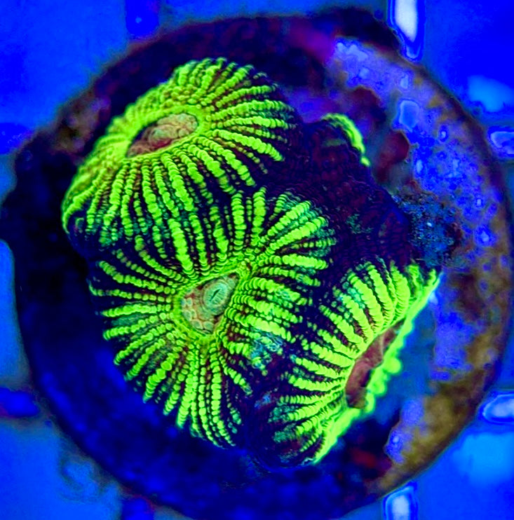 Red Eye Pin Striped Favia Size: M 0.5" to 1" Frag - Violet Aquarium 