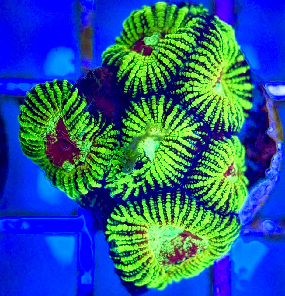 Red Eye Pin Striped Favia Size: M 0.5" to 1" Frag - Violet Aquarium 