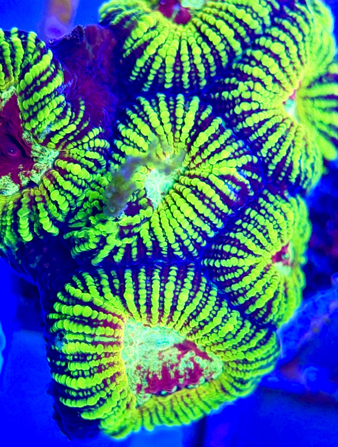 Red Eye Pin Striped Favia Size: M 0.5" to 1" Frag - Violet Aquarium 
