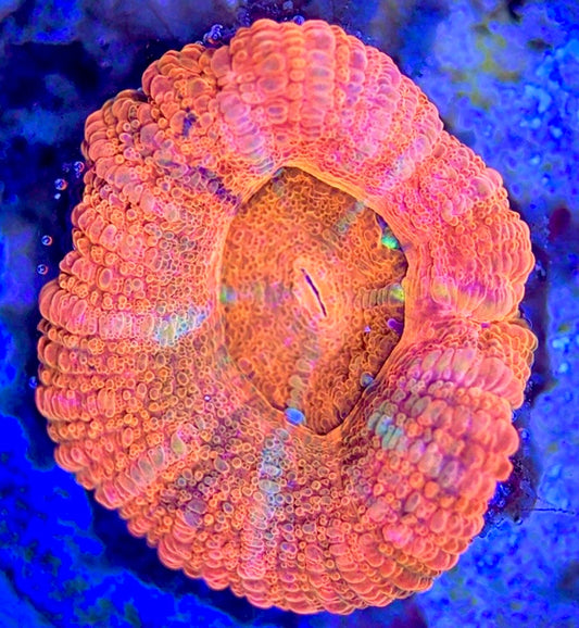 Acan Micromussa AM102601 WYSIWYG