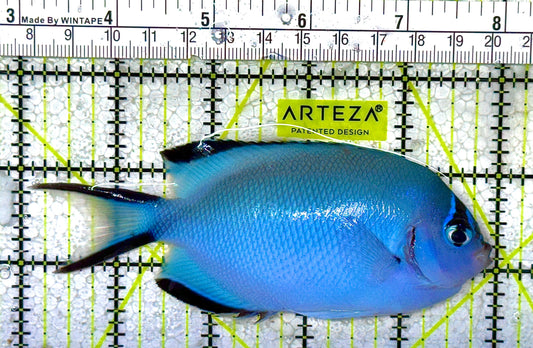 Watanabe Angelfish (Female) Size: XL 4" to 5"