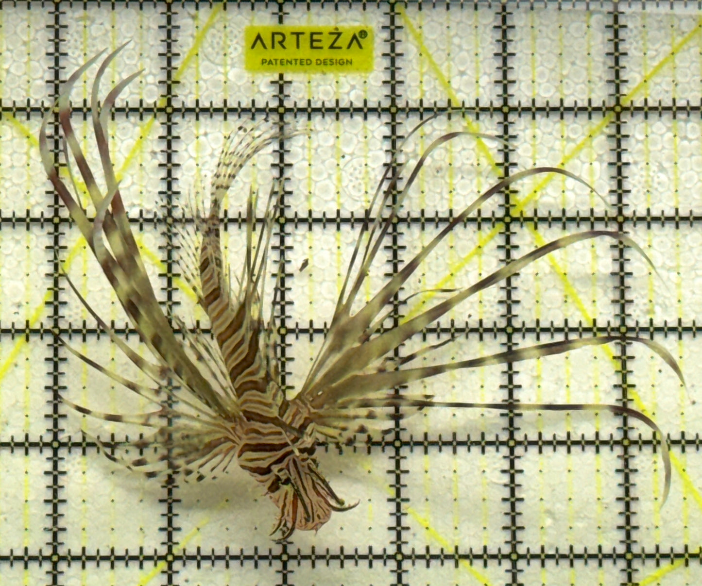 Red Volitan Lionfish RVL090302 WYSIWYG Size: ML 4" approx