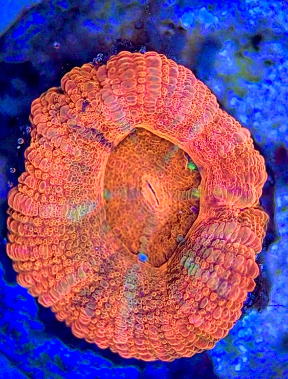 Acan Micromussa Size: S 0.5" to 1" - Violet Aquarium 
