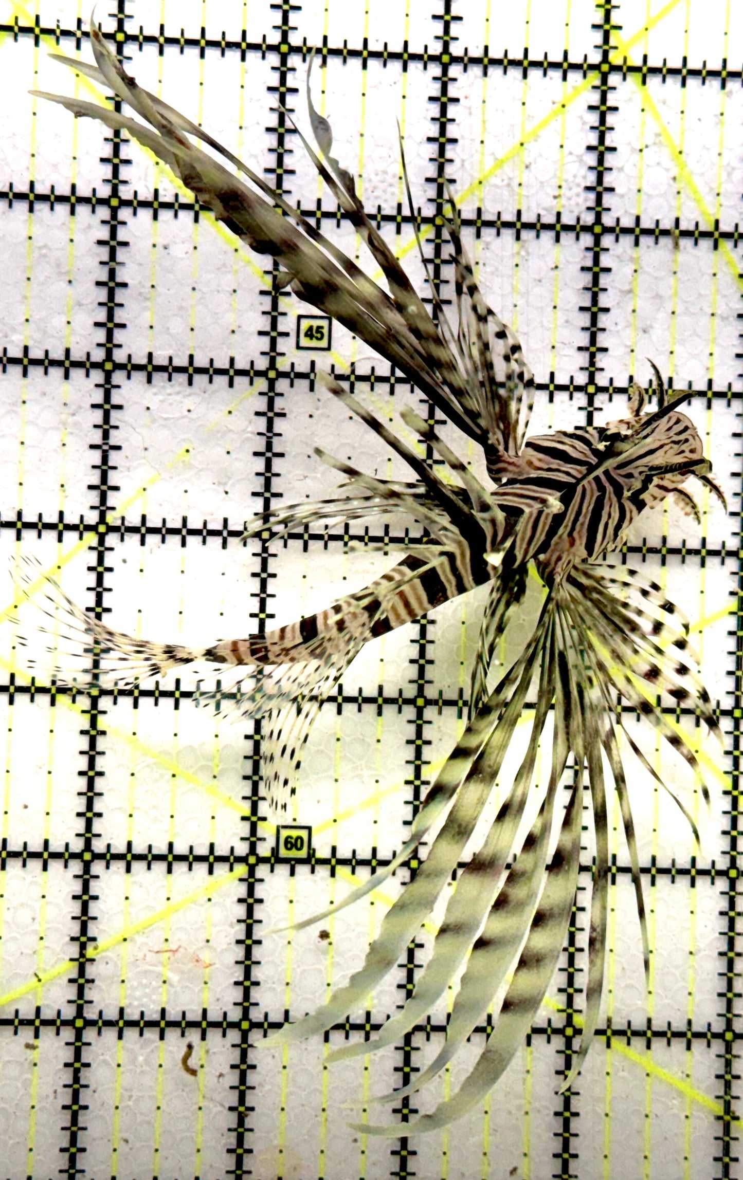 Black Volitan Lionfish BVL090201 WYSIWYG Size: ML 4.5"