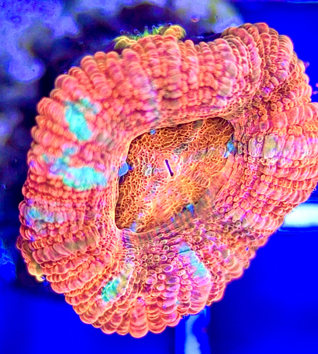 Acan Micromussa Size: S 0.5" to 1" - Violet Aquarium 