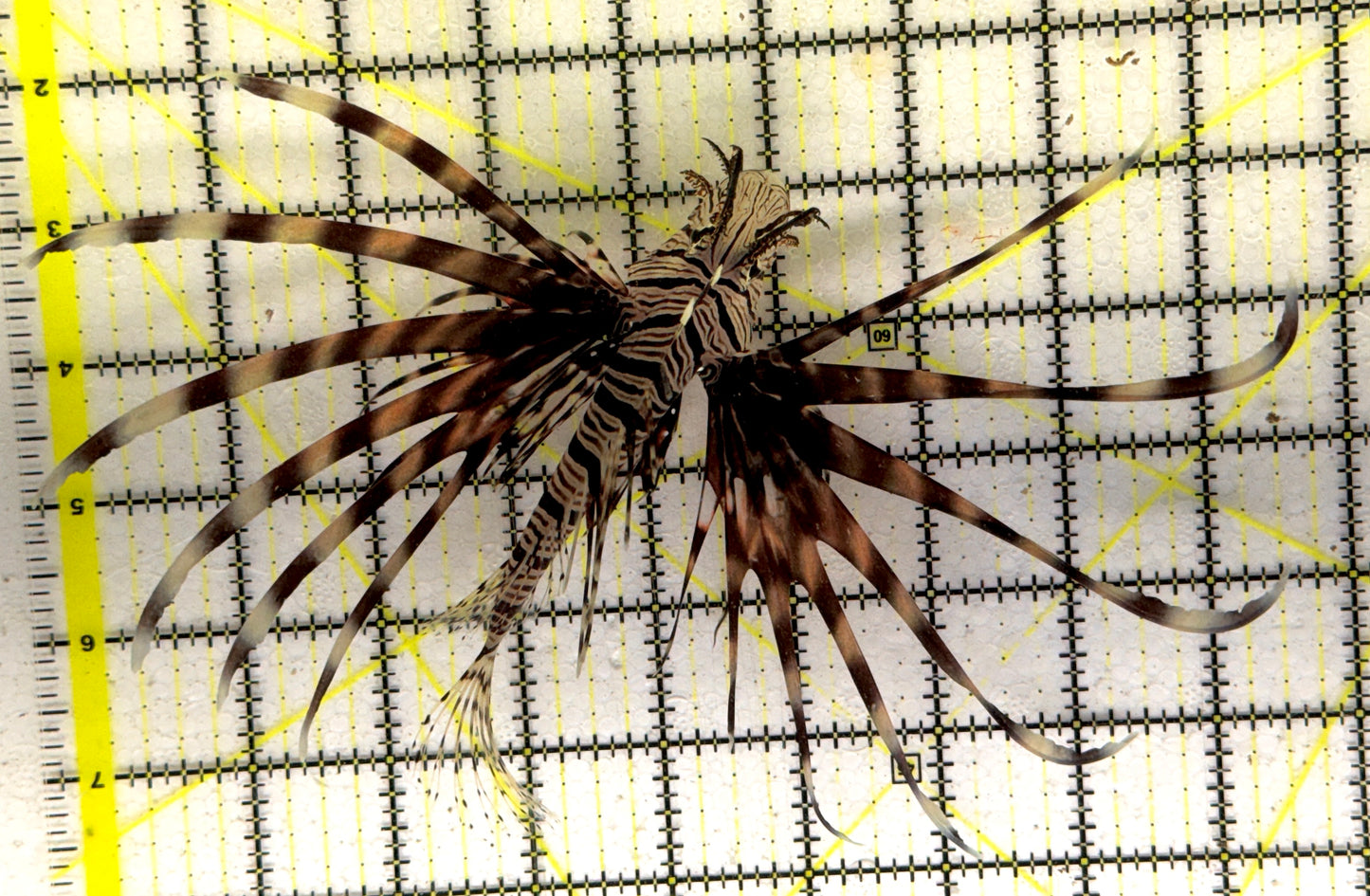 Red Volitan Lionfish RVL090301 WYSIWYG Size: L 5" approx
