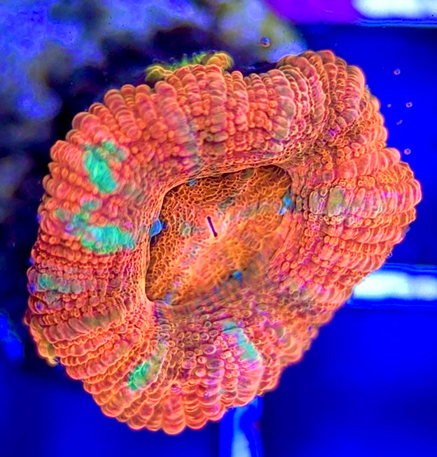 Acan Micromussa Size: S 0.5" to 1" - Violet Aquarium 