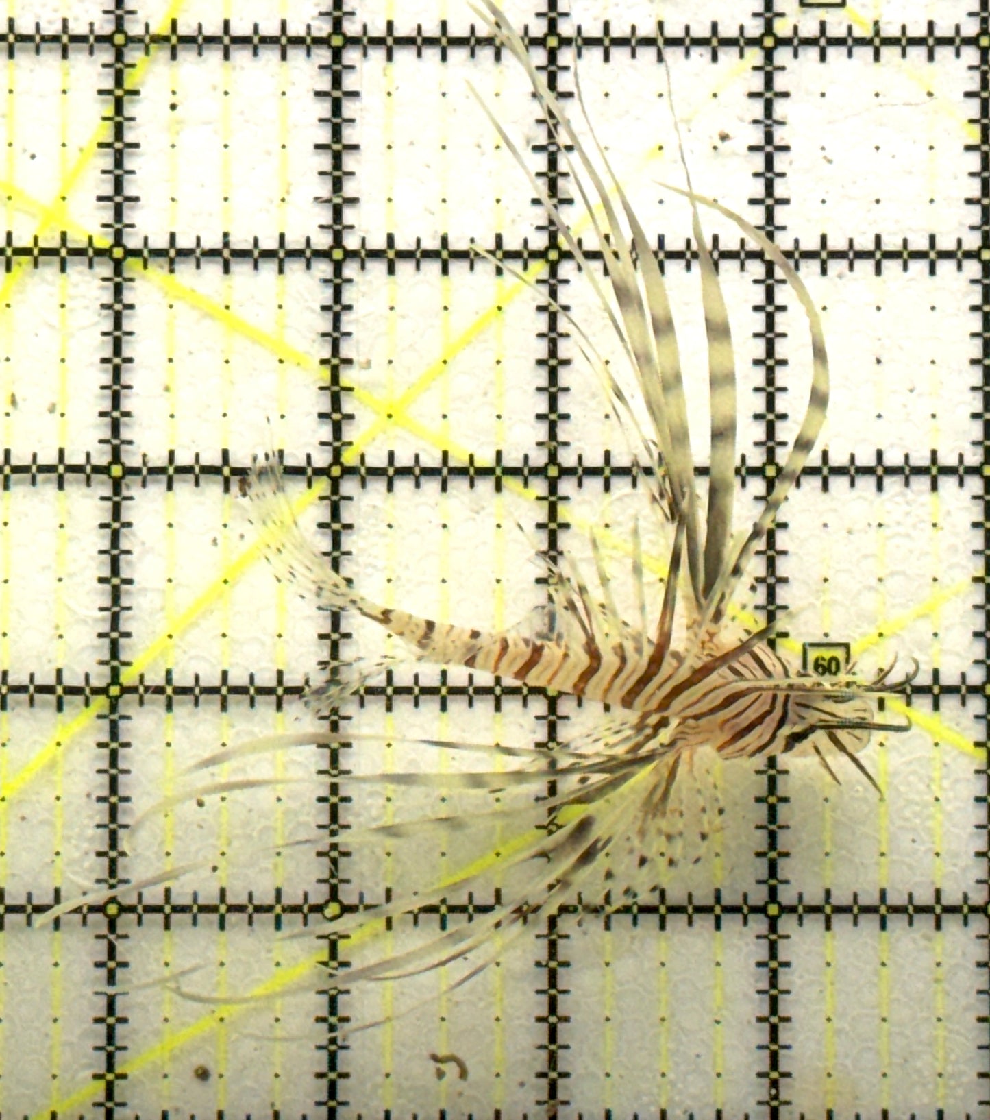 Red Volitan Lionfish RVL090302 WYSIWYG Size: ML 4" approx