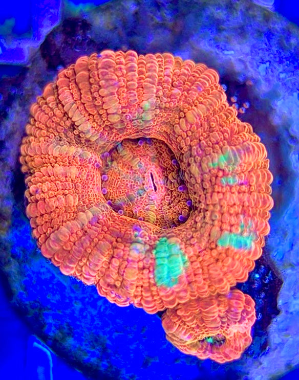 Acan Micromussa AM102603 WYSIWYG
