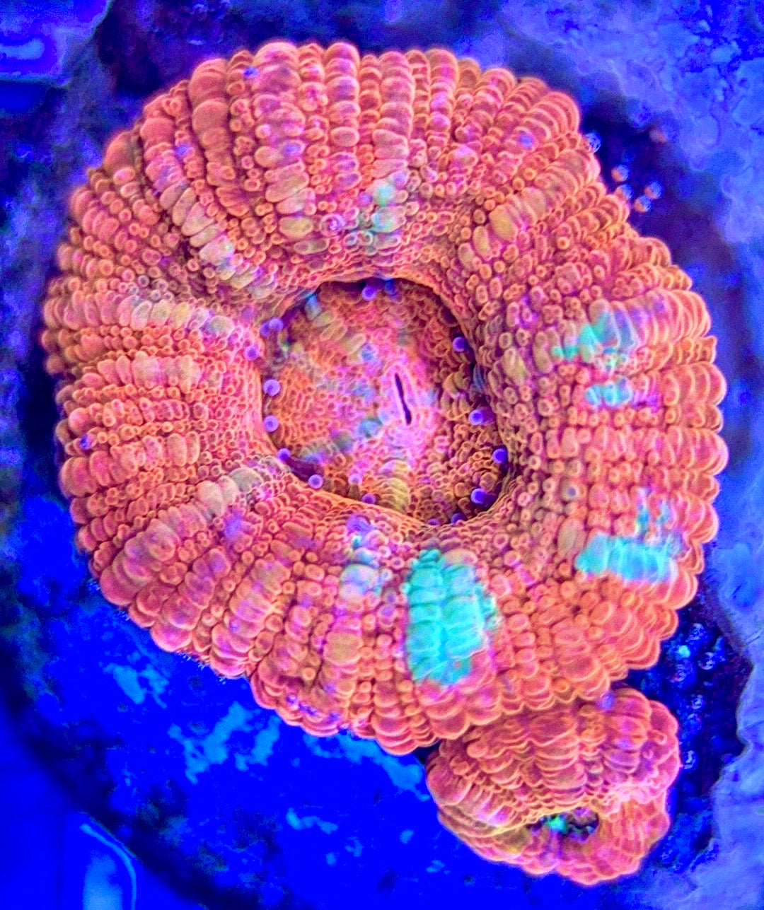 Acan Micromussa AM102603 WYSIWYG