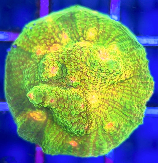 Mummy Eye Chalice MEC102501 WYSIWYG