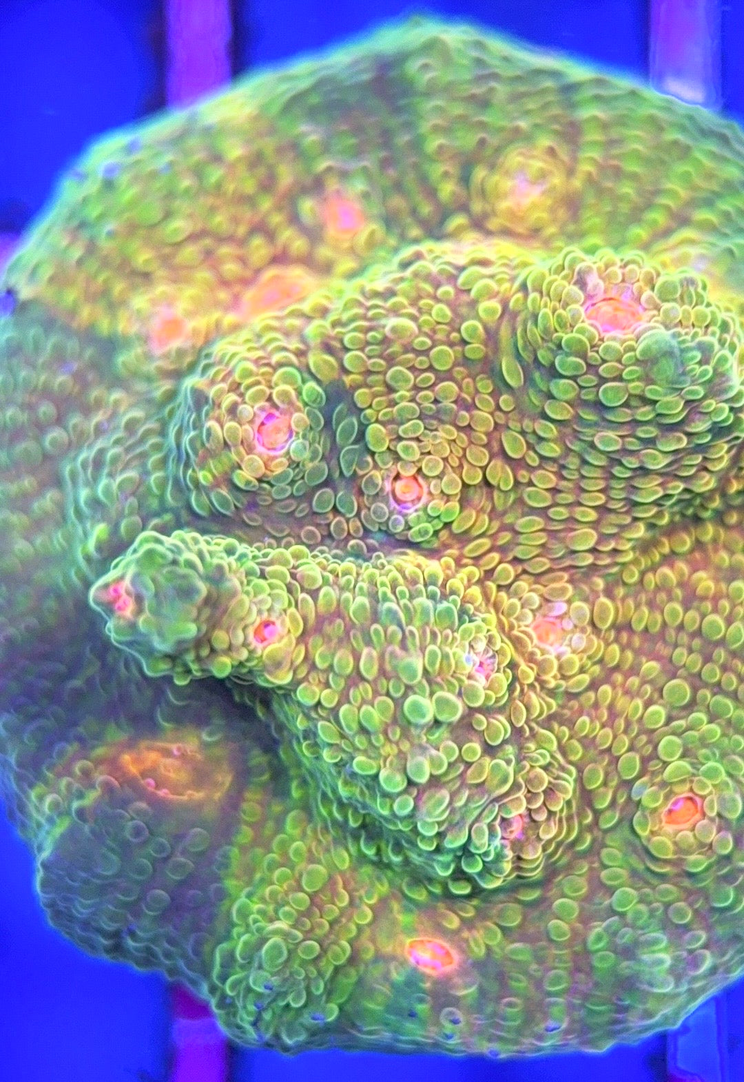 Mummy Eye Chalice MEC102501 WYSIWYG