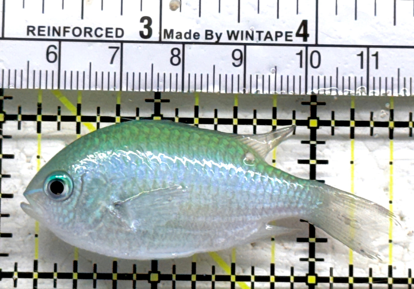 Green Chromis Fish GCF090201 WYSIWYG Size: M 2.5" approx