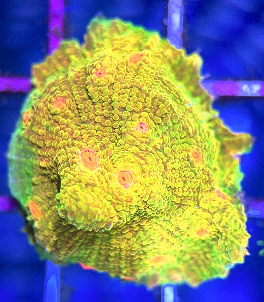 Mummy Eye Chalice MEC102502 WYSIWYG