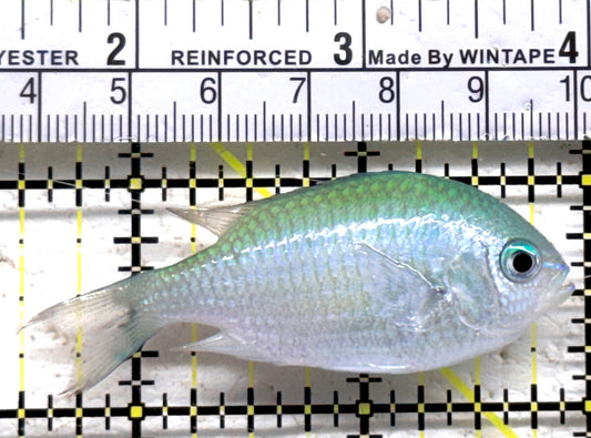 Green Chromis Fish GCF090201 WYSIWYG Size: M 2.5" approx