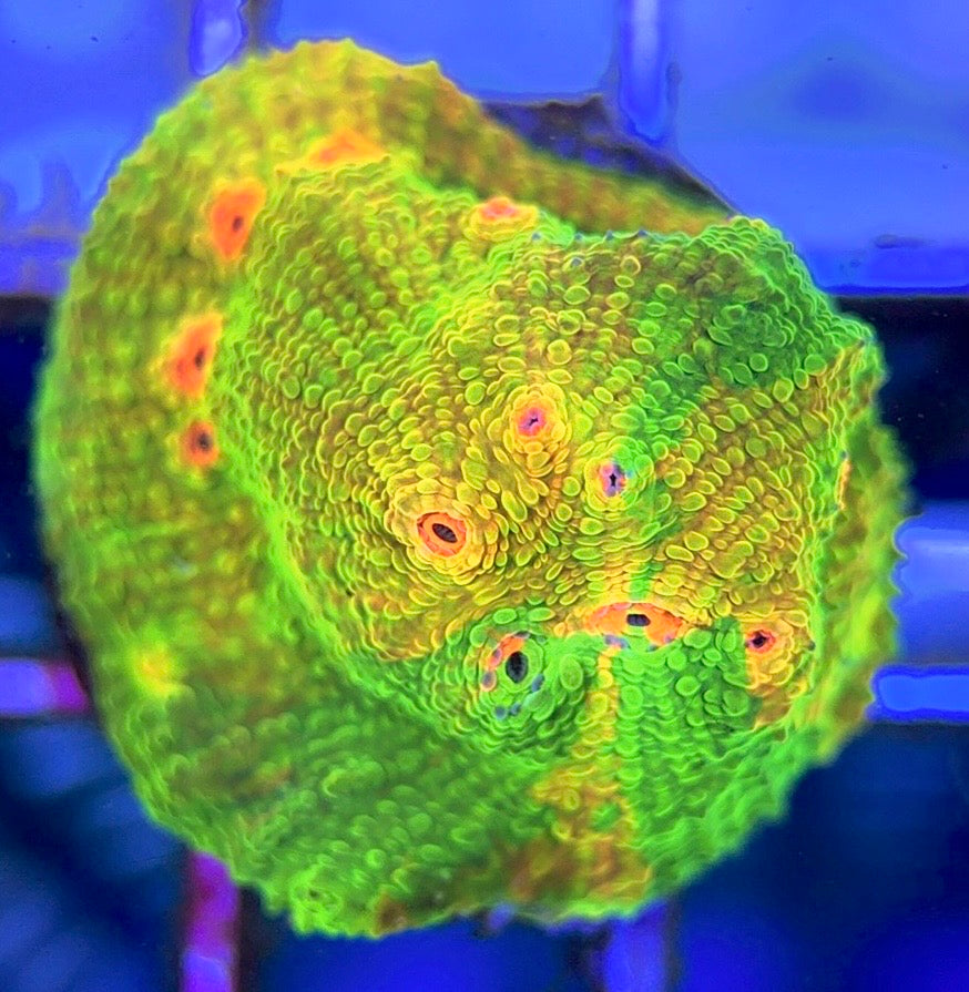 Mummy Eye Chalice MEC102503 WYSIWYG