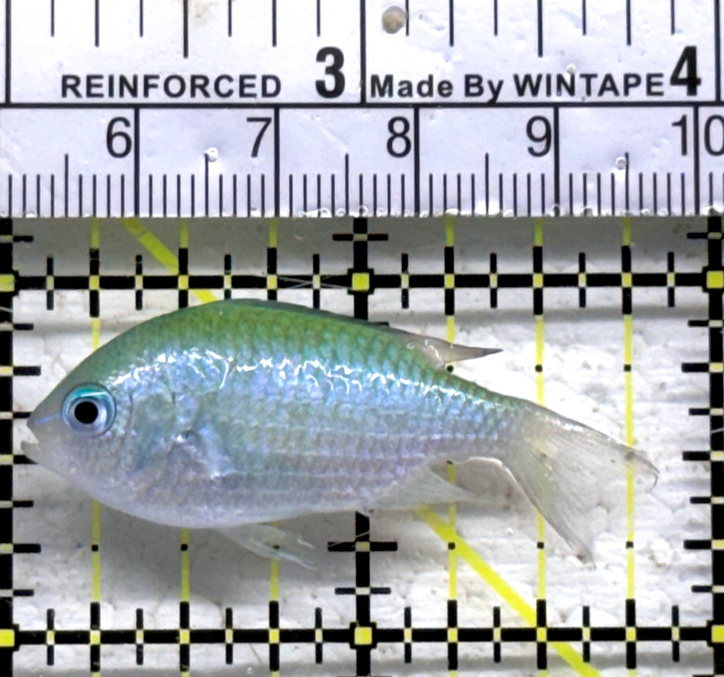 Green Chromis Fish GCF090202 WYSIWYG Size: S 1.75" approx