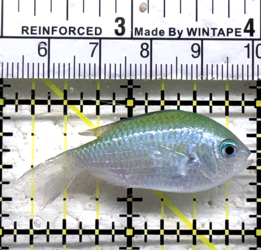 Green Chromis Fish GCF090202 WYSIWYG Size: S 1.75" approx