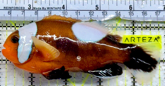 Red Saddleback Clownfish RSC090201 WYSIWYG Size: SHOW 4.75"