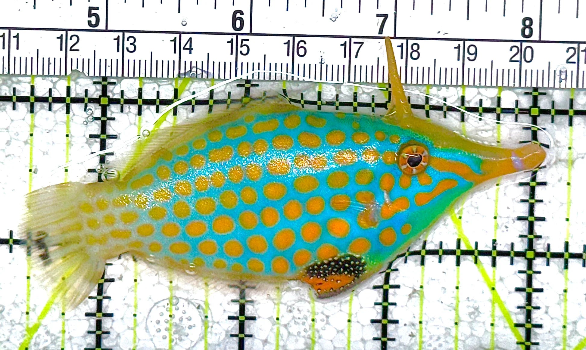 Orange Spotted Filefish - Violet Aquarium 