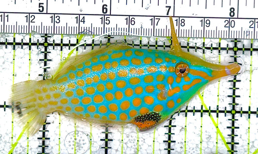 Orange Spotted Filefish - Violet Aquarium 