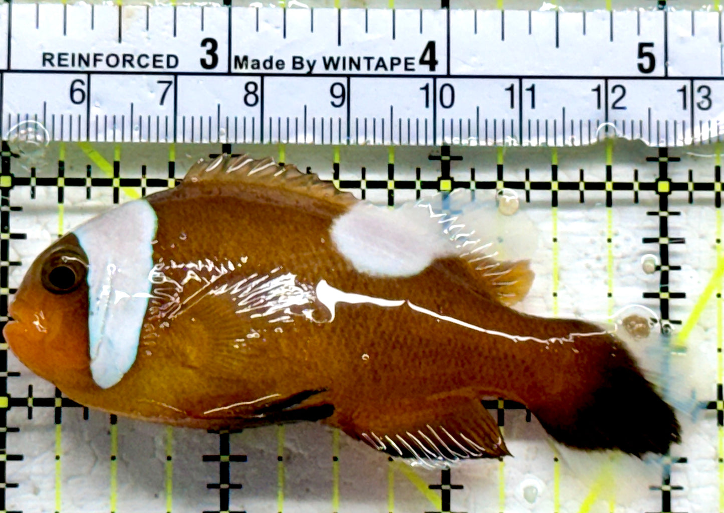 Red Saddleback Clownfish RSC090202 WYSIWYG Size: XL 3.25"