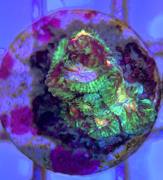 Bleeding Mayan Sun Favia BMSF102501 WYSIWYG