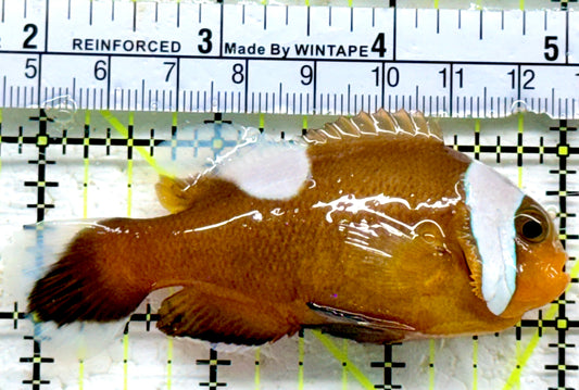 Red Saddleback Clownfish RSC090202 WYSIWYG Size: XL 3.25"