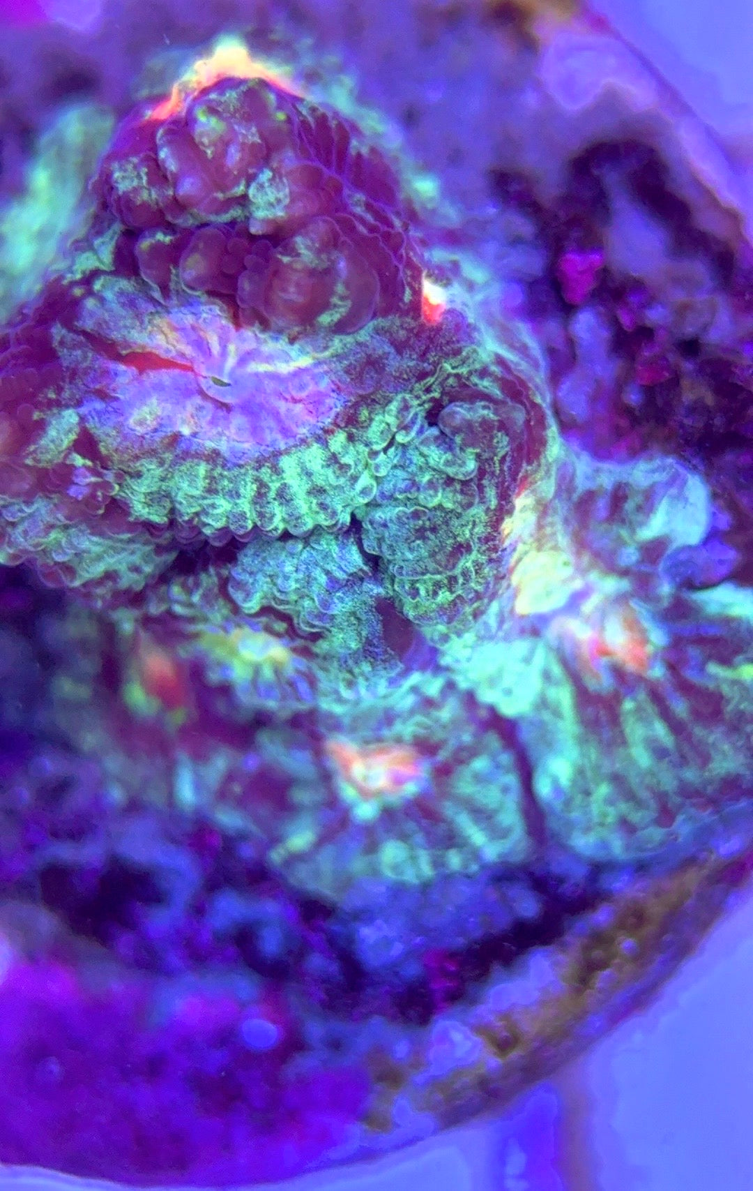 Bleeding Mayan Sun Favia BMSF102501 WYSIWYG