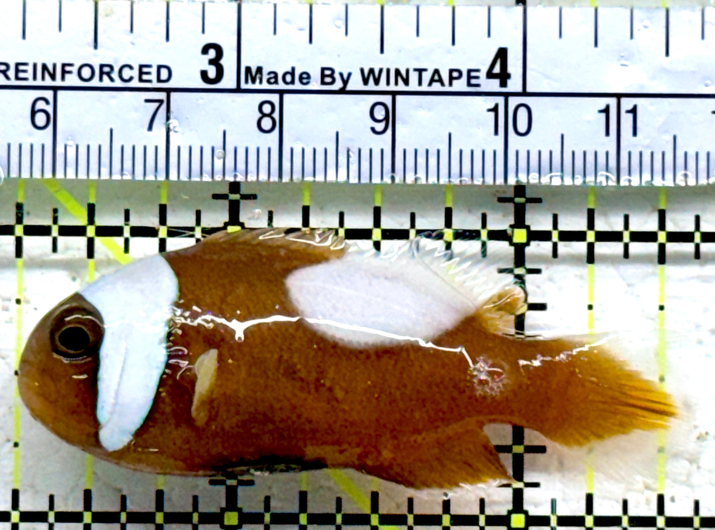 Red Saddleback Clownfish RSC090203 WYSIWYG Size: L 2.75"