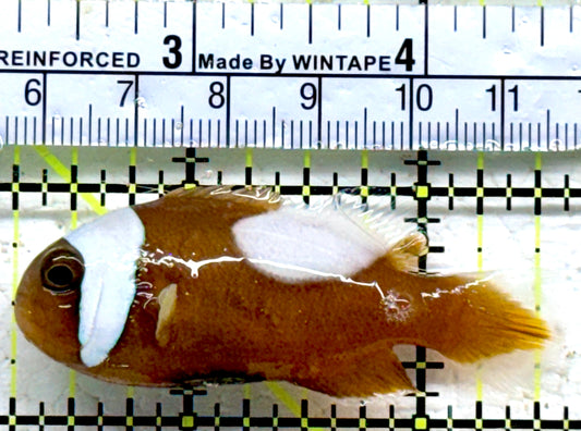 Red Saddleback Clownfish RSC090203 WYSIWYG Size: L 2.75"