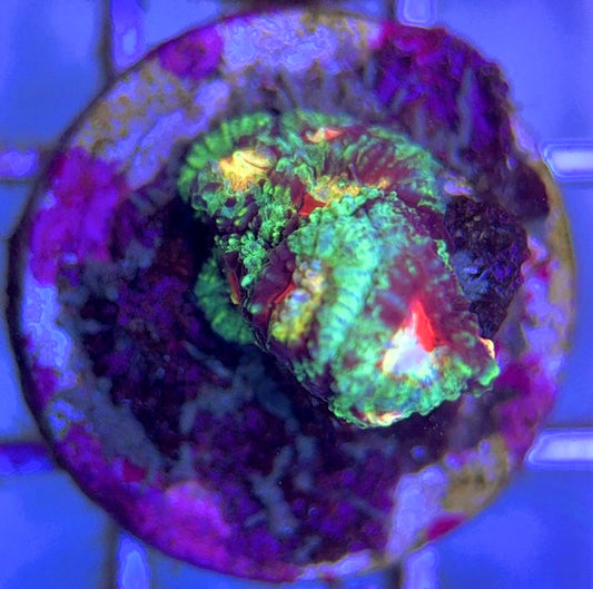 Bleeding Mayan Sun Favia BMSF102502 WYSIWYG