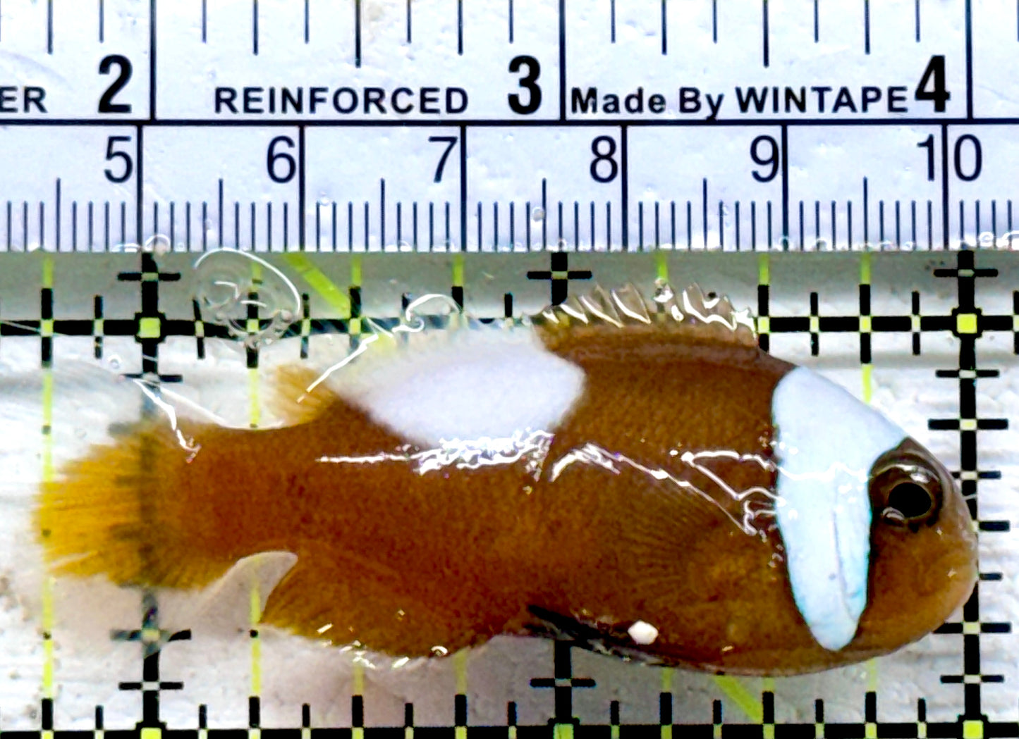 Red Saddleback Clownfish RSC090203 WYSIWYG Size: L 2.75"