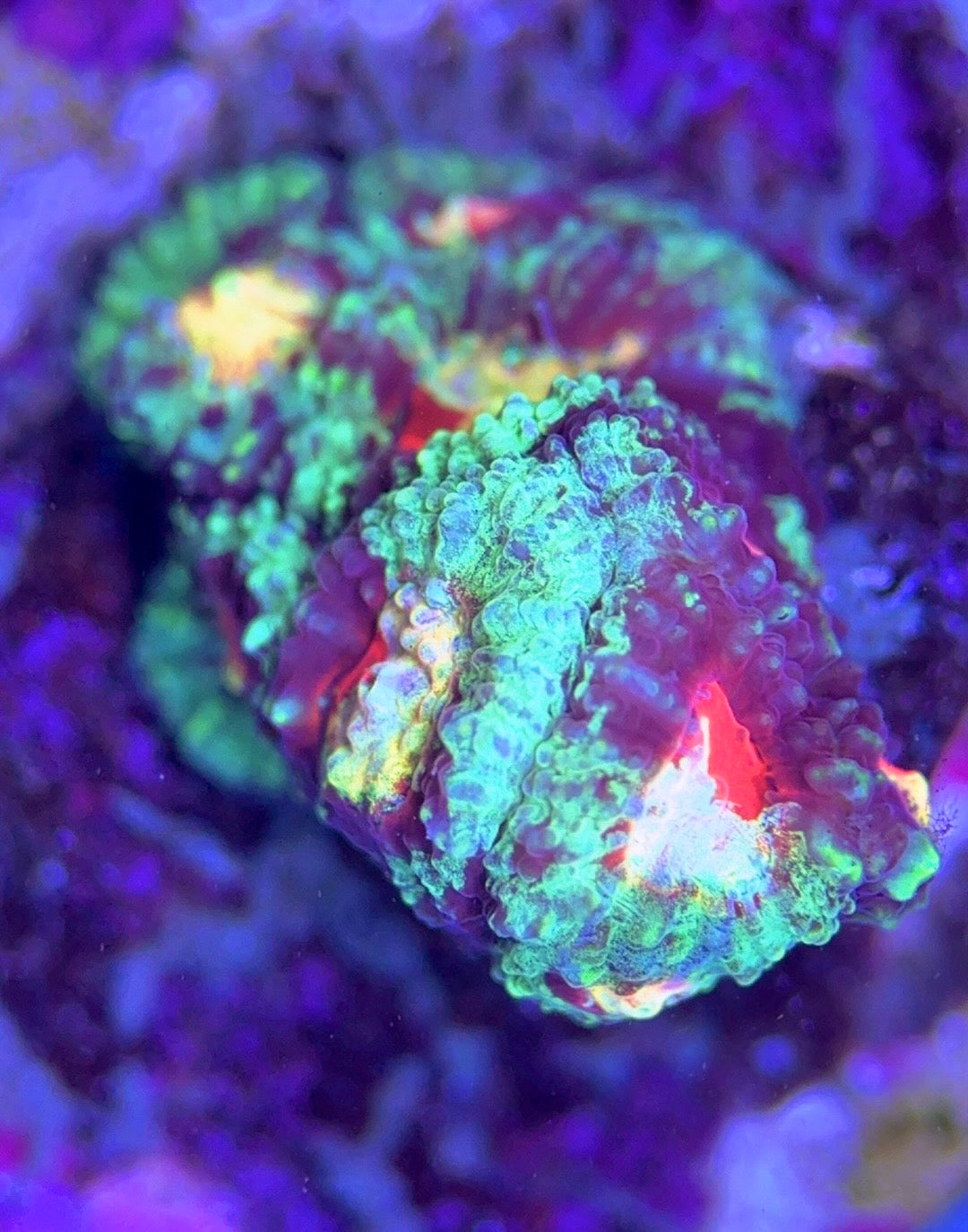 Bleeding Mayan Sun Favia BMSF102502 WYSIWYG