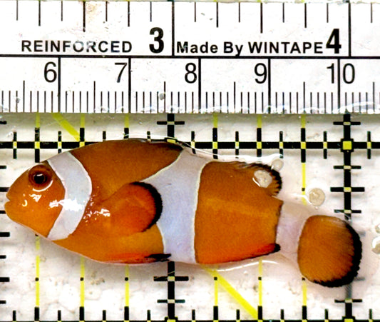 Ocellaris Clownfish OC090201 WYSIWYG Size: L 2.25"