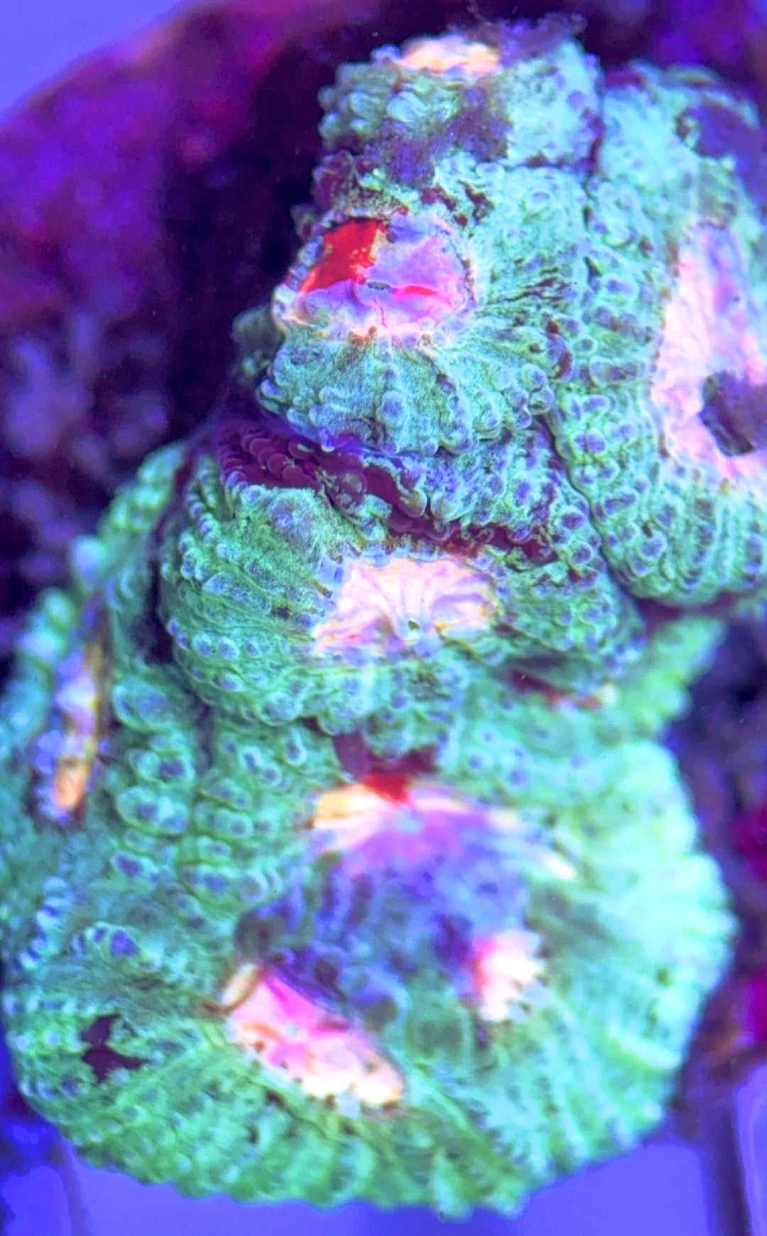 Bleeding Mayan Sun Favia BMSF102503 WYSIWYG