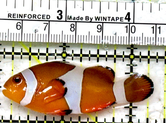Ocellaris Clownfish OC090202 WYSIWYG Size: L 2.25"