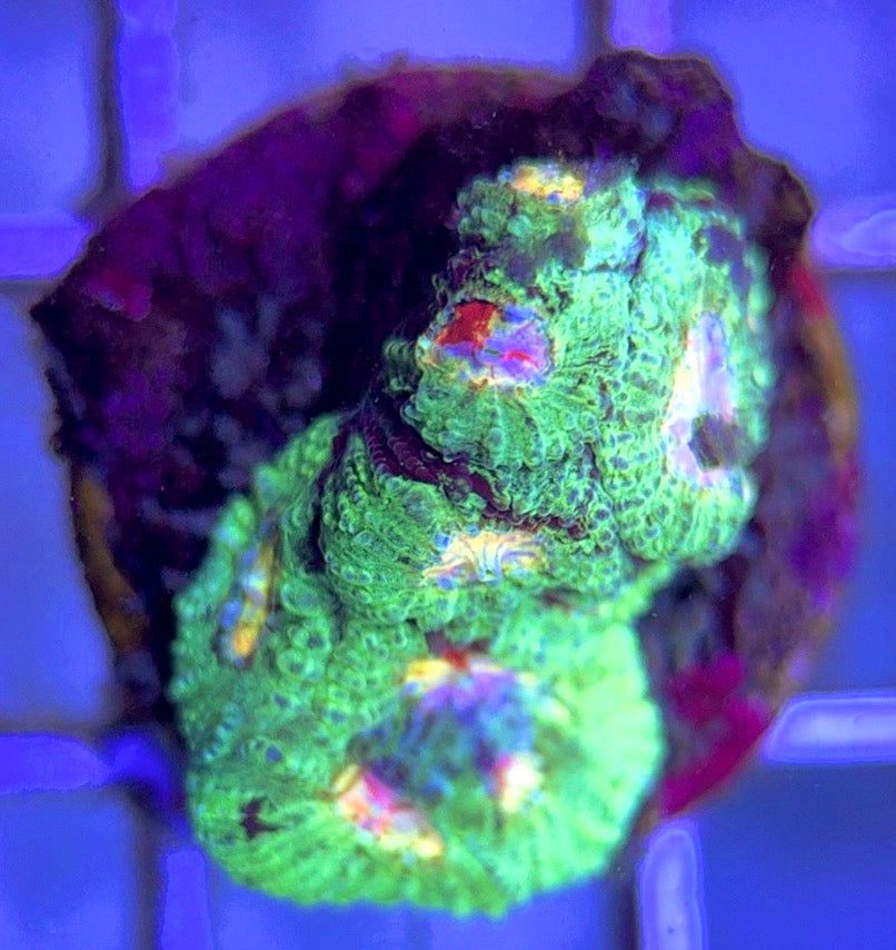 Bleeding Mayan Sun Favia BMSF102503 WYSIWYG