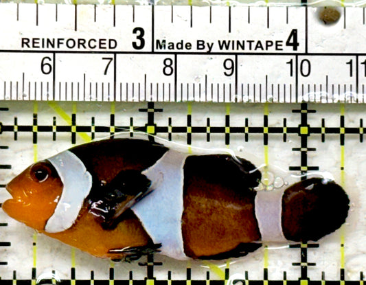 Ocellaris Clownfish OC090203 WYSIWYG Size: L 2.25"