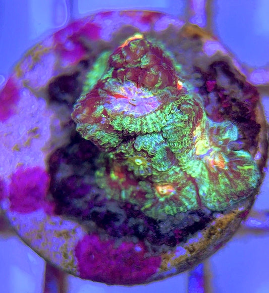 Bleeding Mayan Sun Favia BMSF102504 WYSIWYG