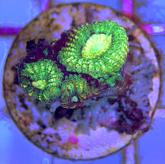 Green Favites GF102501 WYSIWYG