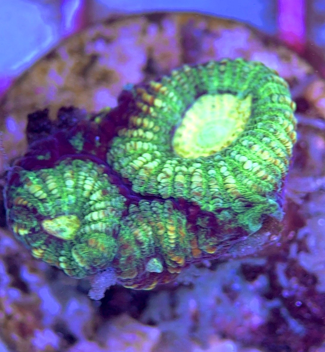 Yellow Eye neon Favites Size: M 0.75" to 1" - Violet Aquarium 
