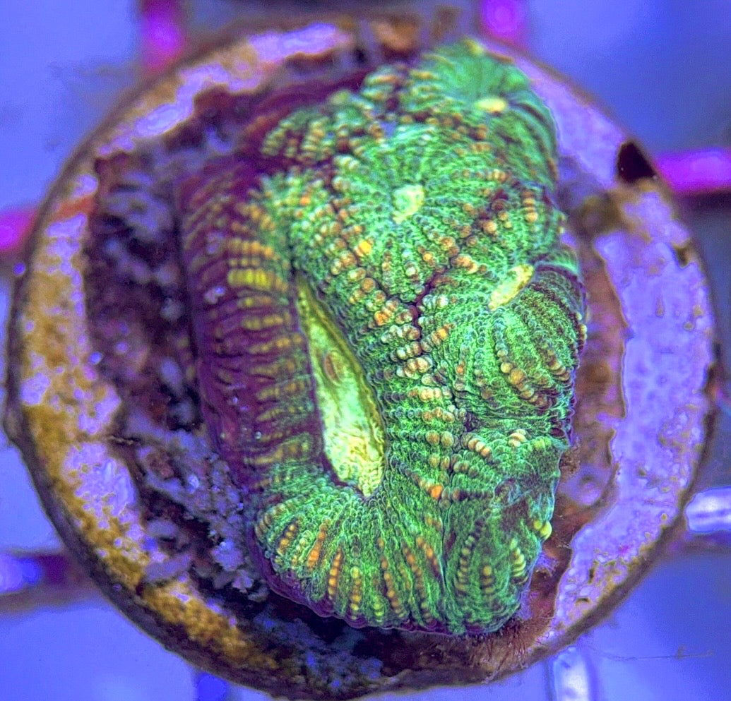 Yellow Eye neon Favites Size: M 0.75" to 1" - Violet Aquarium 