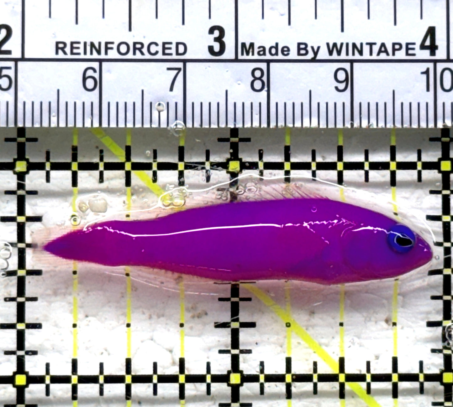 Strawberry Dottyback SD090301 WYSIWYG Size: S 2" approx