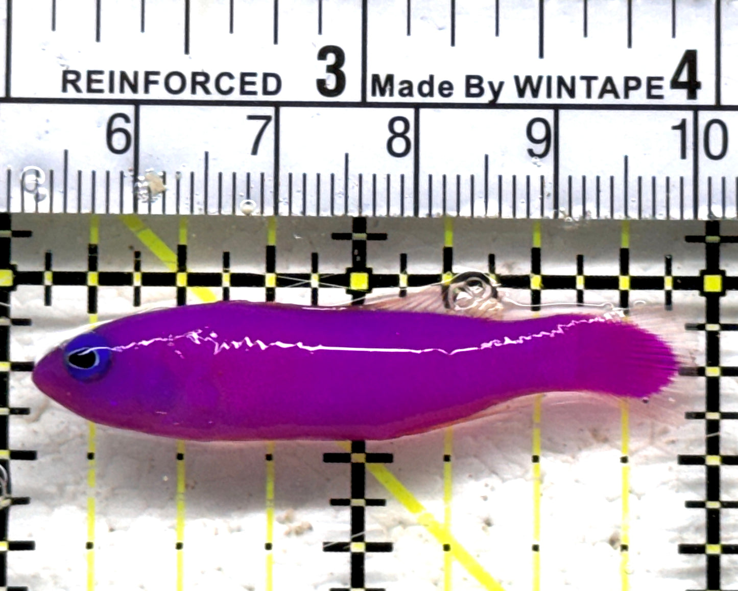 Strawberry Dottyback SD090301 WYSIWYG Size: S 2" approx