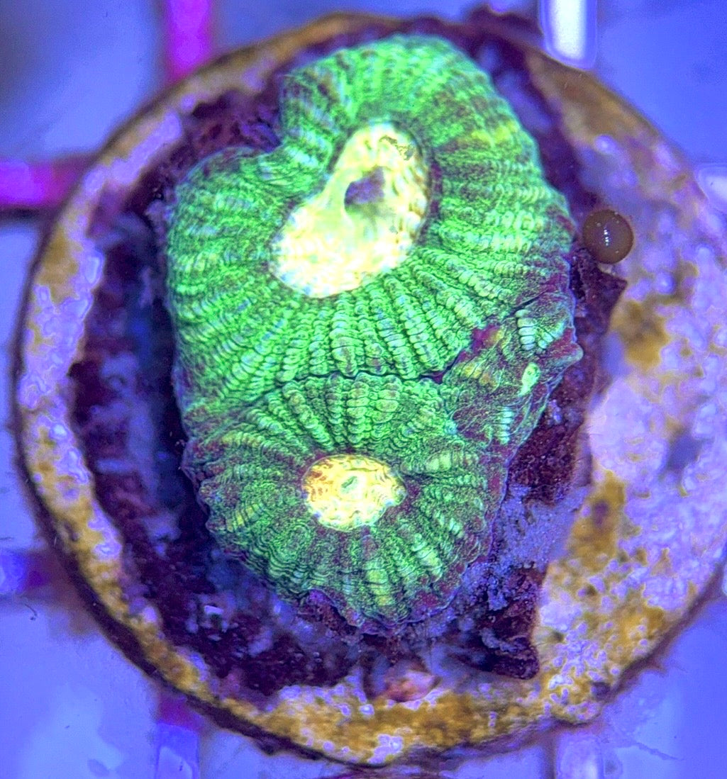 Green Favites GF102503 WYSIWYG