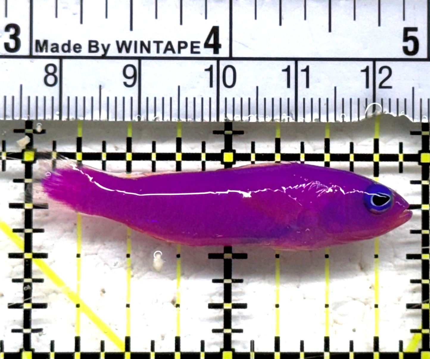 Strawberry Dottyback SD090302 WYSIWYG Size: S 2" approx