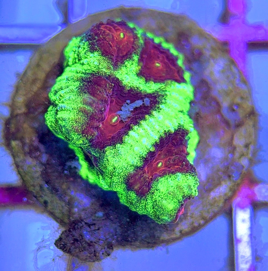 Hot Assorted neon Favia (Unique) Size: M 0.75" to 1" - Violet Aquarium 